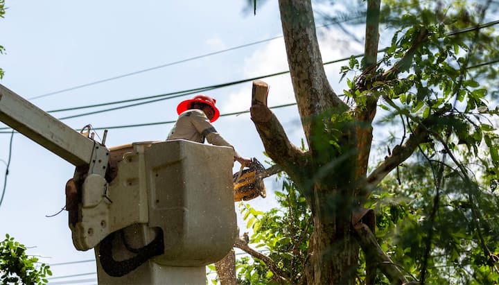 tree service in gardendale al