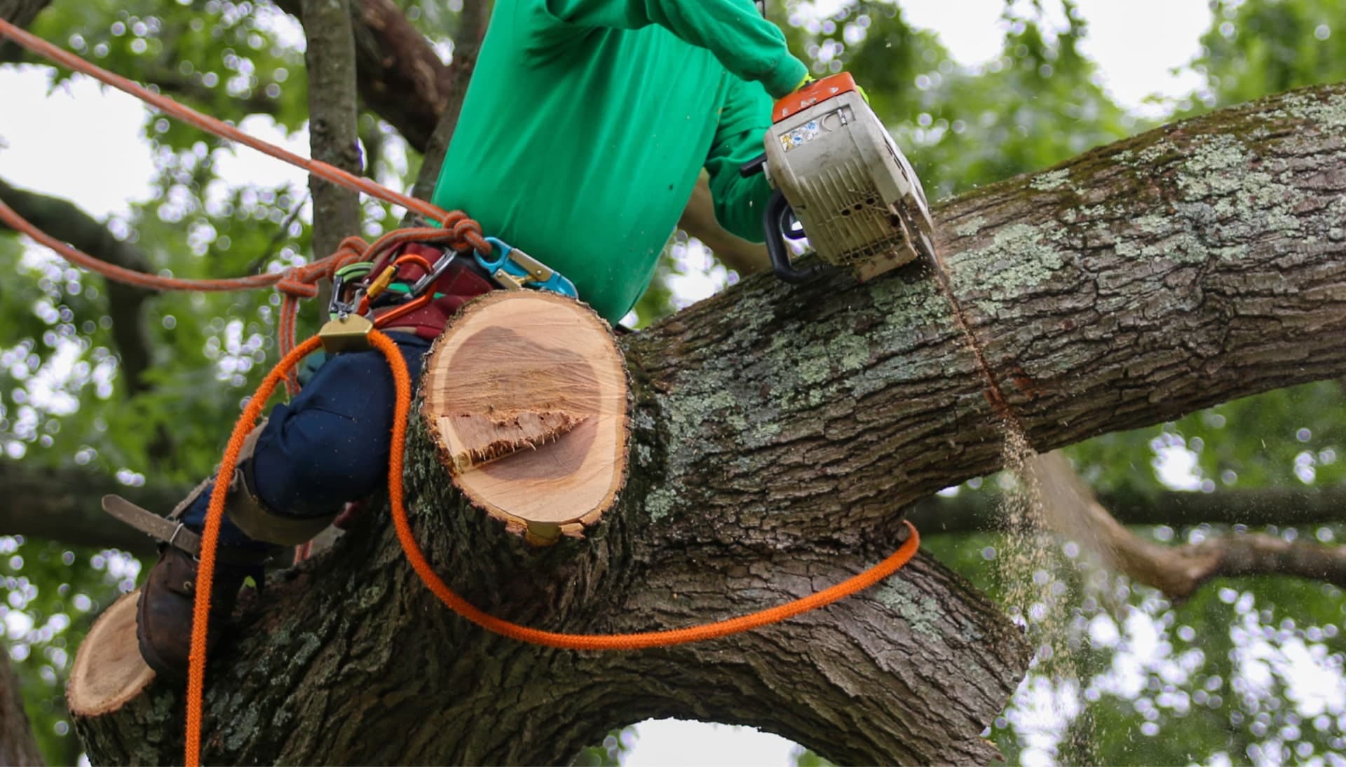 Shed your worries away with best tree removal in Gardendale