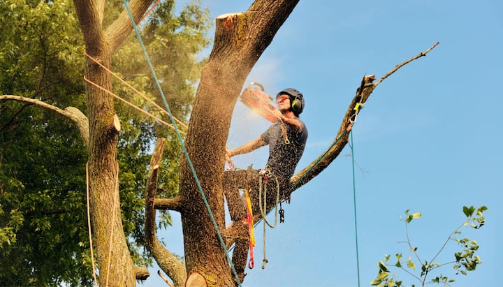 Get rid of tree problems with the expert tree removal contractors in Gardendale