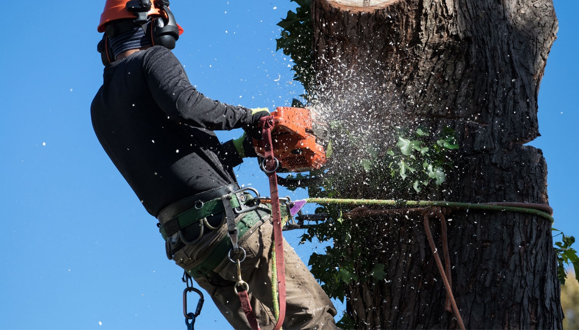 Professional Tree removal solutions in Gardendale